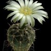 Gymnocalycium_mardelplatens